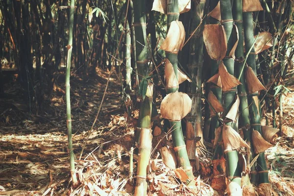 Schön Von Bambusbaum — Stockfoto