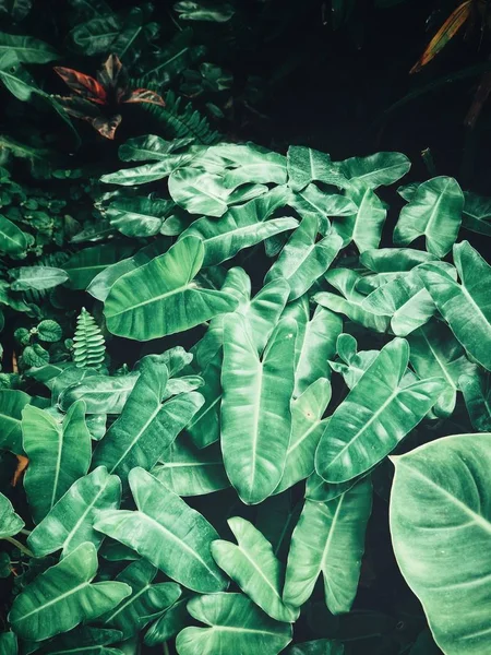 Hermosa Hojas Tropicales Verdes —  Fotos de Stock