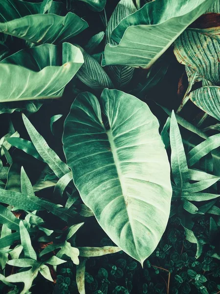 Vackra Gröna Tropiska Blad — Stockfoto