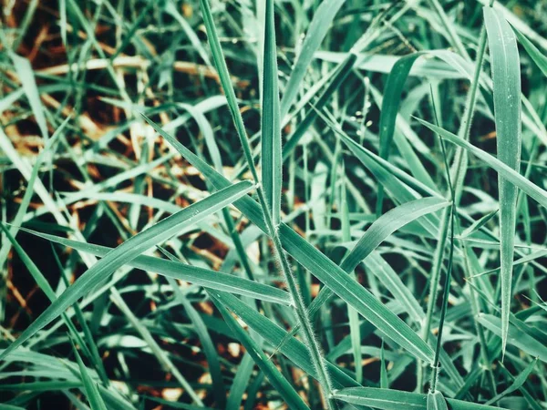 Green Grass Leave Close — Stock Photo, Image