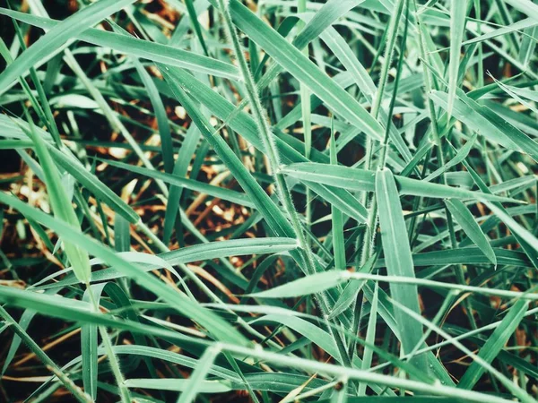 Zelené Trávě Zanechat Zblízka — Stock fotografie