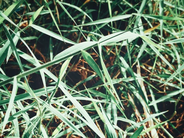 Yeşil Çim Bırakın Kadar Yakın — Stok fotoğraf