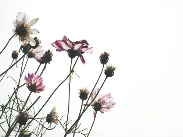 ピンクのコスモスの花の美しい — ストック写真