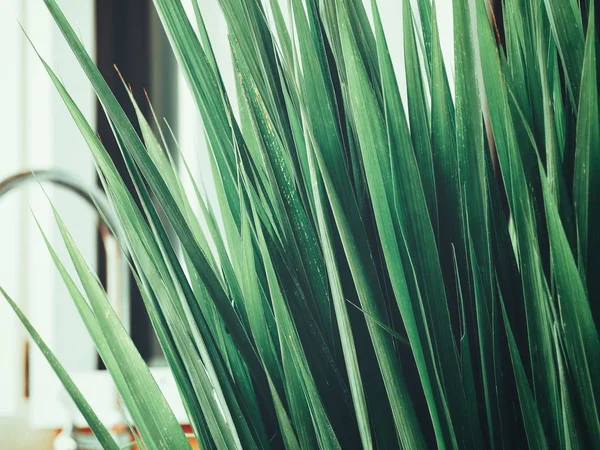 Green Vetiver Leaves Close — Stock Photo, Image