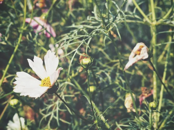 Hermosa Flores Cosmos Rosadas — Foto de Stock