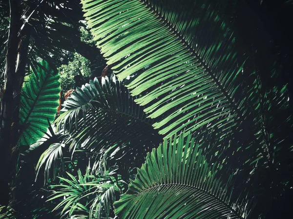 Kaunis Vihreä Trooppisia Lehtiä — kuvapankkivalokuva