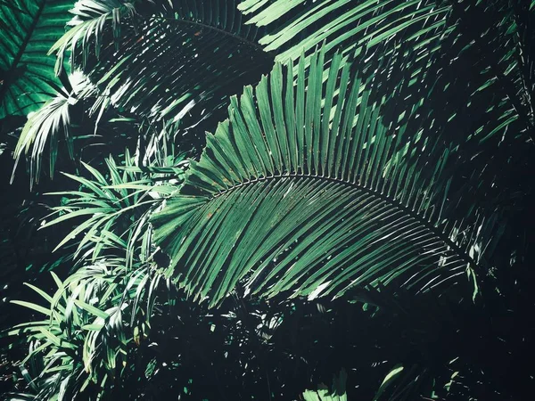 Krásné Zelené Tropické Listy — Stock fotografie