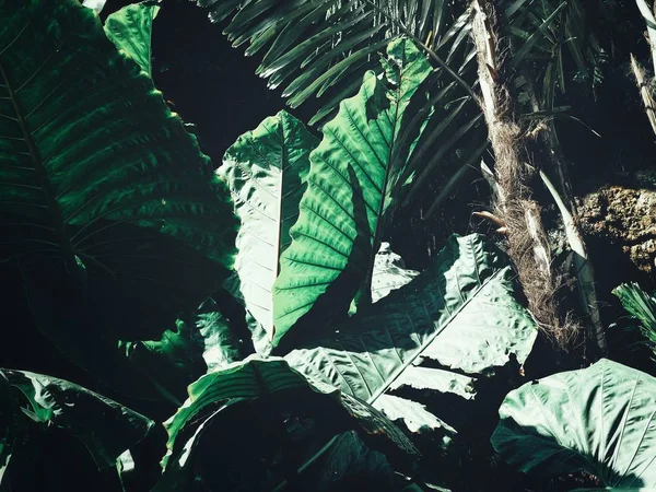 美丽的热带绿叶 — 图库照片