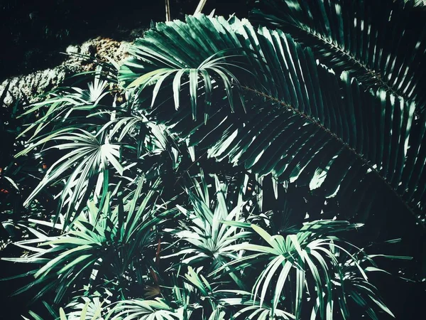 Belle Feuilles Tropicales Vertes — Photo