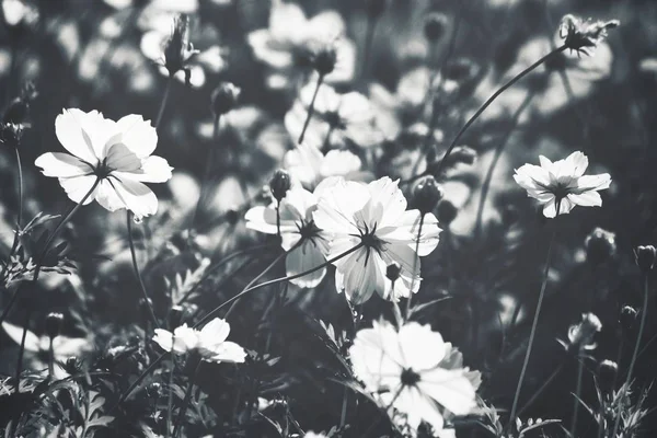 Schwarz Weiße Kosmos Blumen — Stockfoto