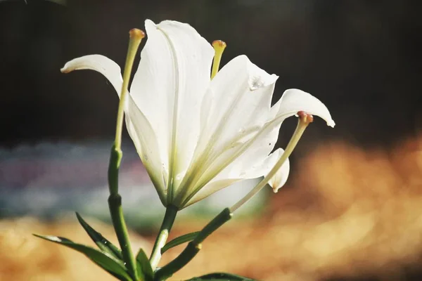 Vackra Vita Lilly Blommor — Stockfoto