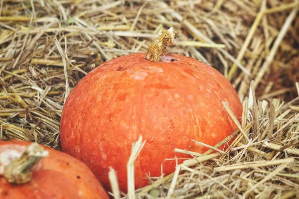 Kürbis Auf Gras Getrocknet Hintergrund — Stockfoto