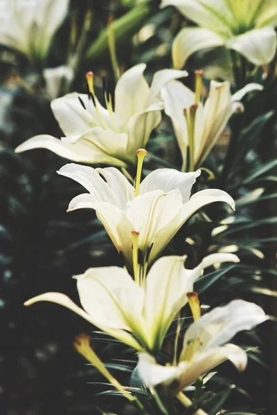 Mooie Witte Lelie Bloemen — Stockfoto