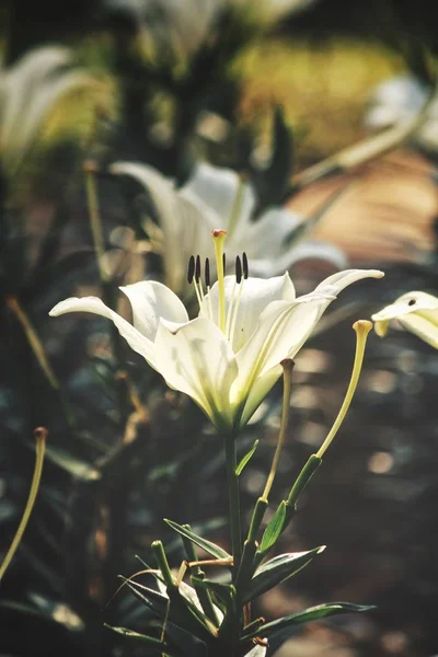 白リリーの花の美しい — ストック写真