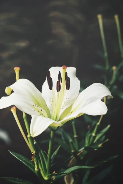 Vackra Vita Lilly Blommor — Stockfoto