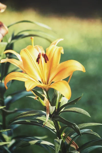 Красива Жовта Лілія Квітами — стокове фото