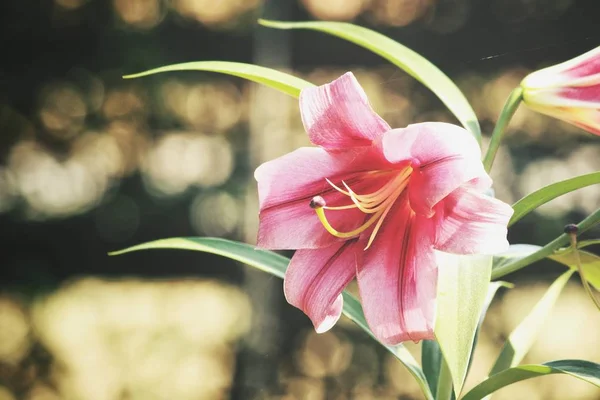 美丽的粉红色百合花 — 图库照片
