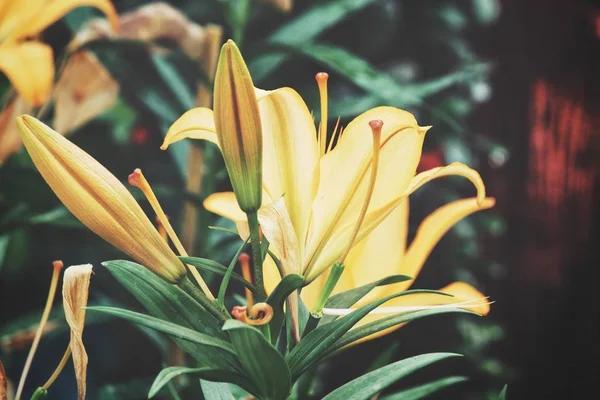 Vackra Gula Lilly Blommor — Stockfoto