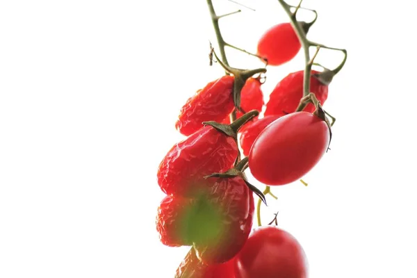 Mogna Tomater Växt Isolerade Vit Bakgrund — Stockfoto