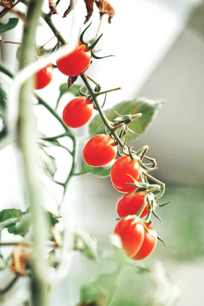 Pianta Pomodori Maturi Vicino — Foto Stock