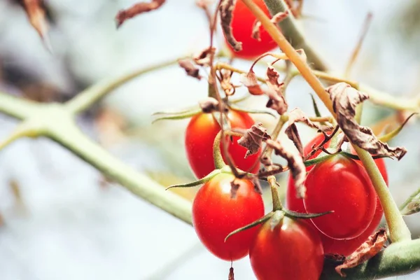 Tomates Maduros Planta Close — Fotografia de Stock