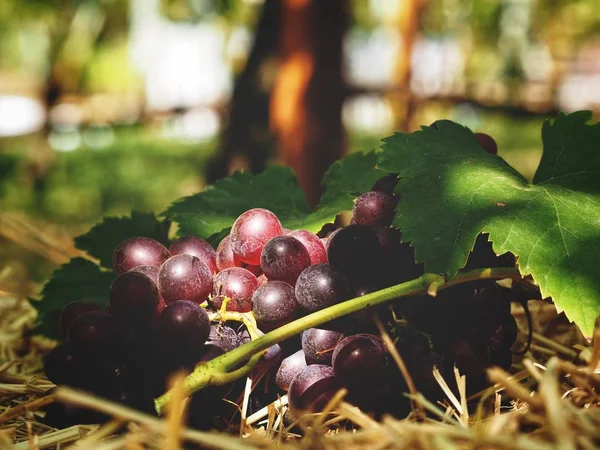 Uvas Frescas Hojas Con Sombra Viñedo — Foto de Stock