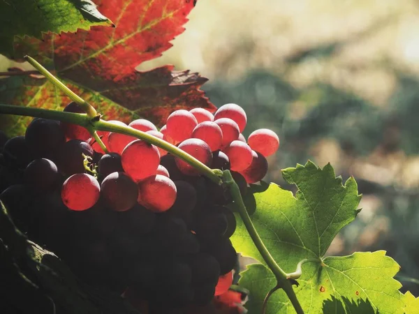 Uvas Frescas Hojas Con Sombra Viñedo — Foto de Stock