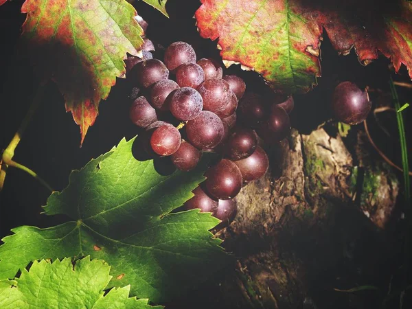 Uvas Folhas Frescas Com Sombra Vinha — Fotografia de Stock