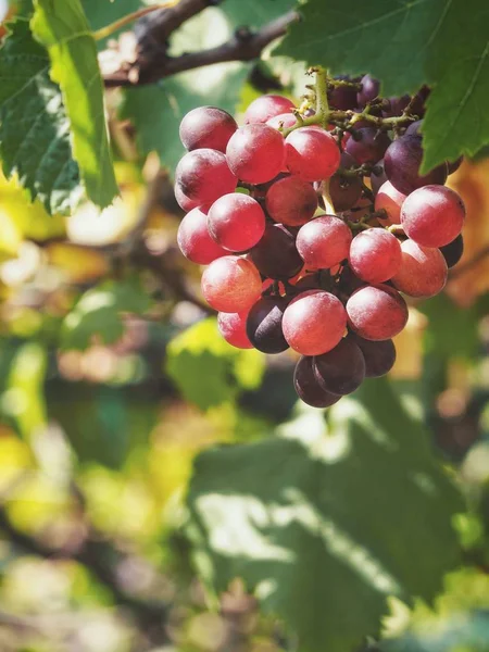 Uvas Rojas Colgando Viñedo — Foto de Stock