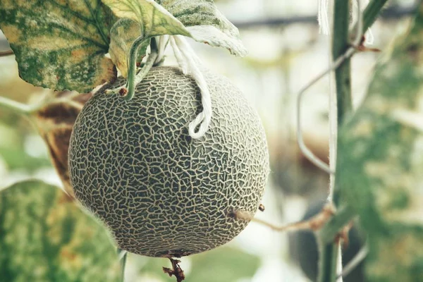 Cantaloupe Melon Japanese Fruit — Stock Photo, Image