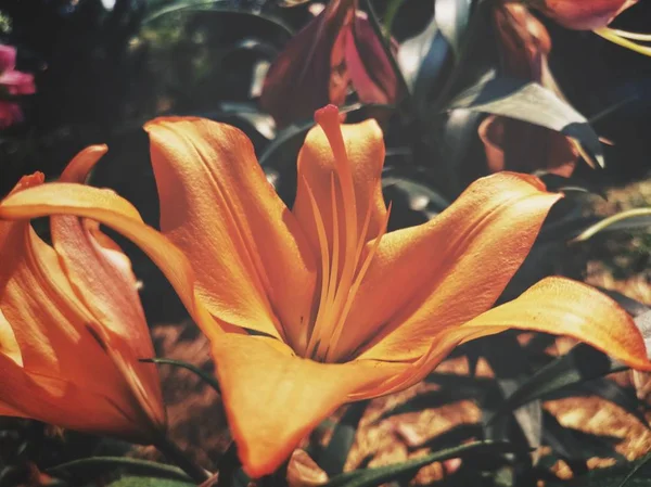 Vacker Orange Lilly Blommor Vintage — Stockfoto