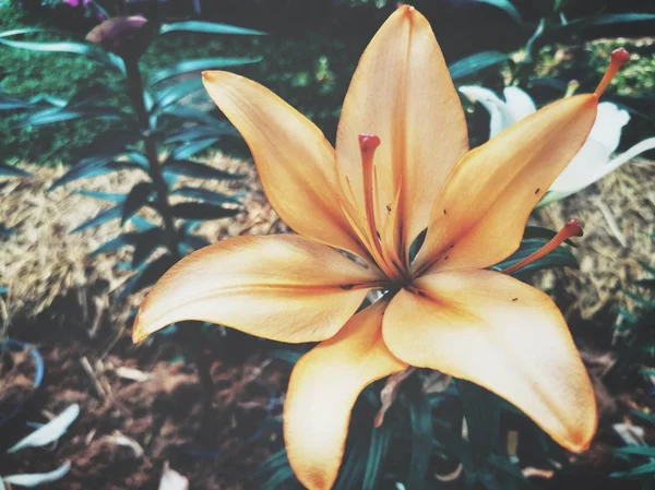 Красива Помаранчевих Лілійних Квітів Вінтажний — стокове фото