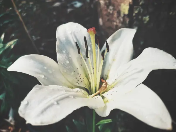 Vackra Vita Lilly Blommor Vintage — Stockfoto