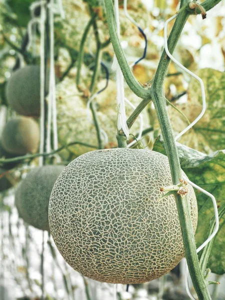 Cantaloupe Melon Japanese Fruit Farm — Stock Photo, Image