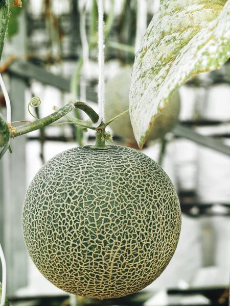 Melon Kantalupa Japoński Owoców Farmie — Zdjęcie stockowe