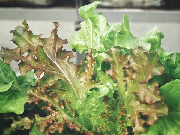 Hlávkový Salát Organických Hydroponické Zelenina Farma — Stock fotografie