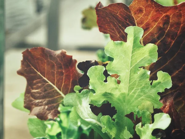 Lettuce Organic Hydroponic Vegetables Farm — Stock Photo, Image