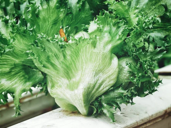 Sałata Farm Organicznych Hydroponicznych Warzyw — Zdjęcie stockowe