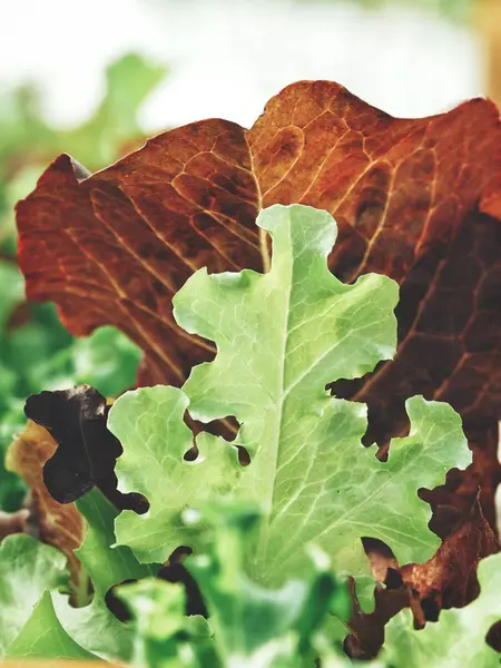 Lettuce Organic Hydroponic Vegetables Farm — Stock Photo, Image