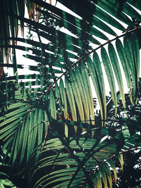 Hermosa Hojas Tropicales Palma — Foto de Stock
