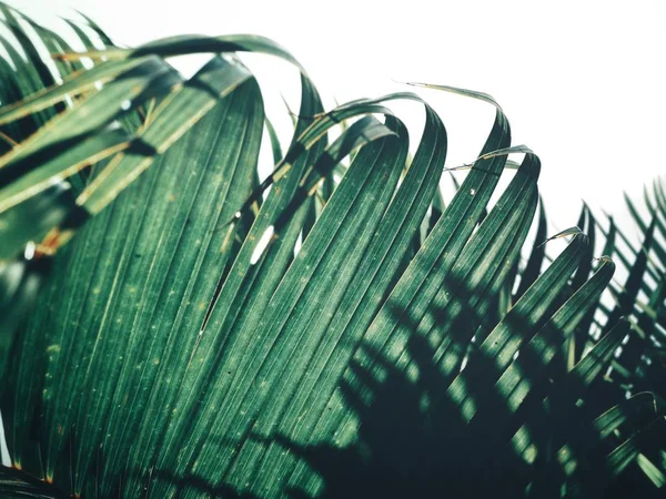 Krásné Tropické Palmové Listy — Stock fotografie