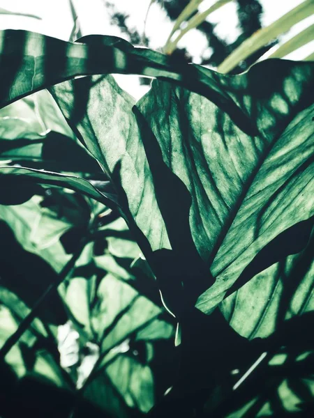 Vackra Gröna Tropiska Blad — Stockfoto