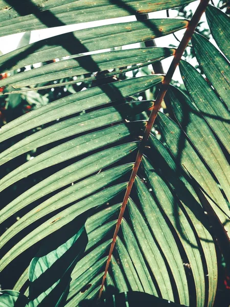 Bela Folhas Tropicais Palma — Fotografia de Stock