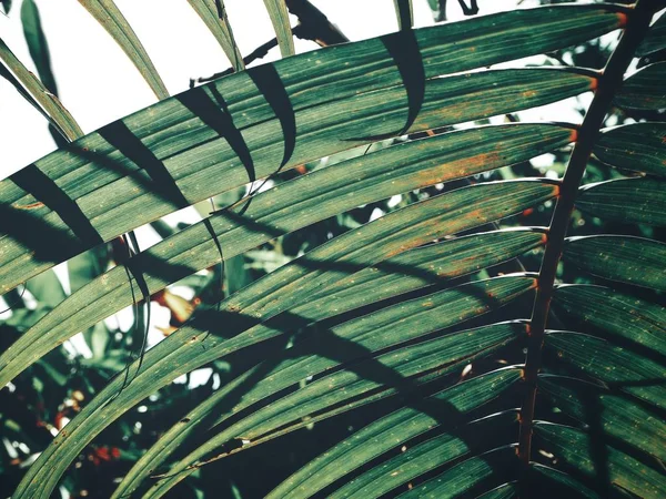 Прекрасные Пальмовые Листья — стоковое фото