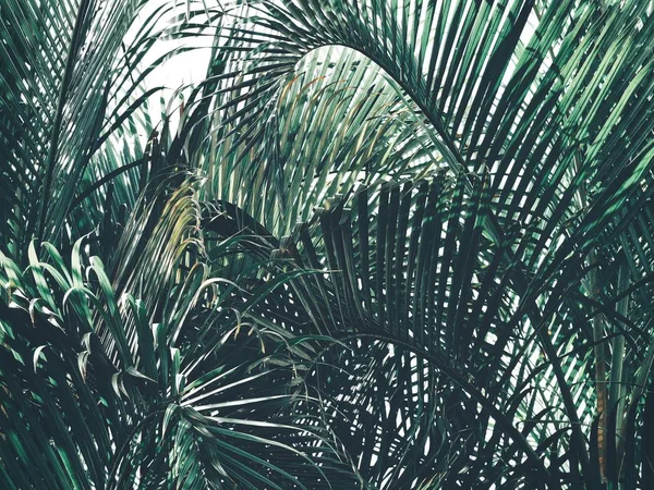 Beautiful Palm Tropical Leaves — Stock Photo, Image