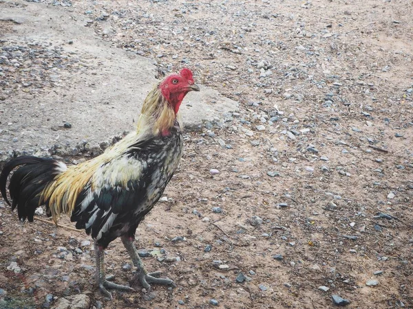 Black jungle fowl close up