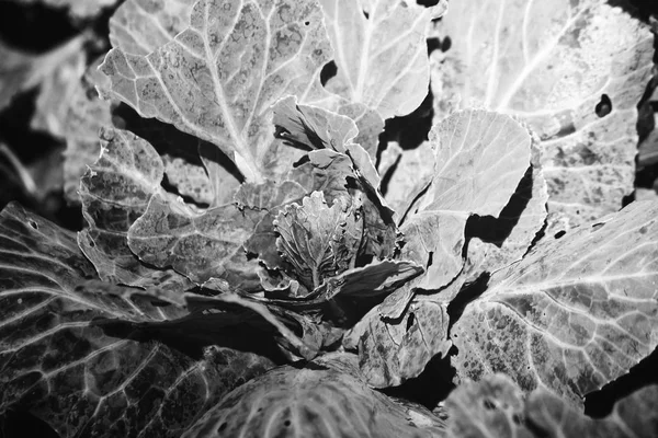 Black and white decorative curly kale