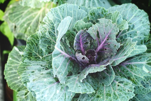 Decorative Curly Kale Close — Stock Photo, Image