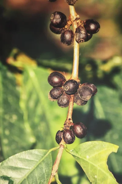 Kahve Bitki Ağaç Üzerinde — Stok fotoğraf