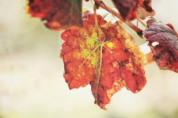 Прекрасне Червоне Листя Винограду — стокове фото